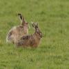 European Hare